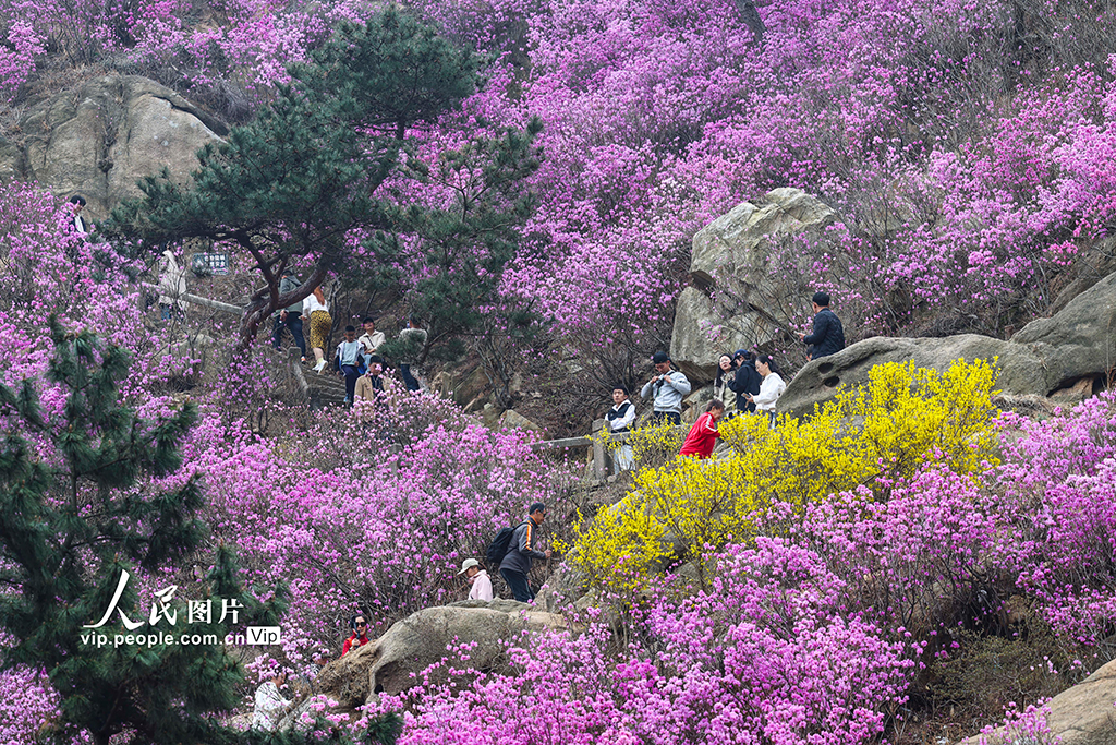 山东青岛:杜鹃花开【2】