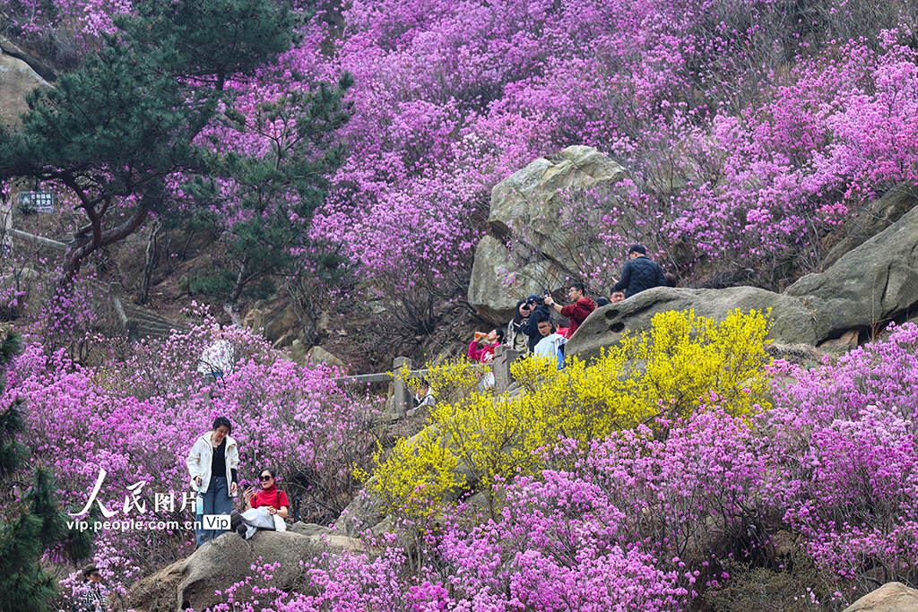 山东青岛:杜鹃花开【3】