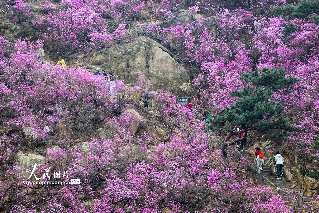 山东青岛:杜鹃花开【5】
