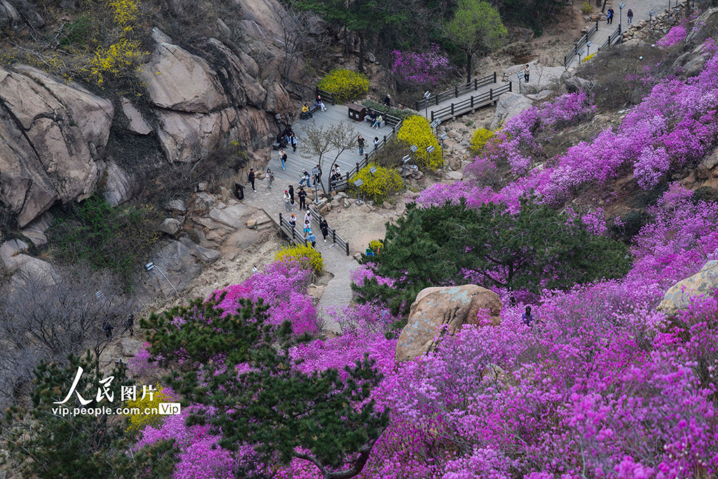 山东青岛:杜鹃花开【6】