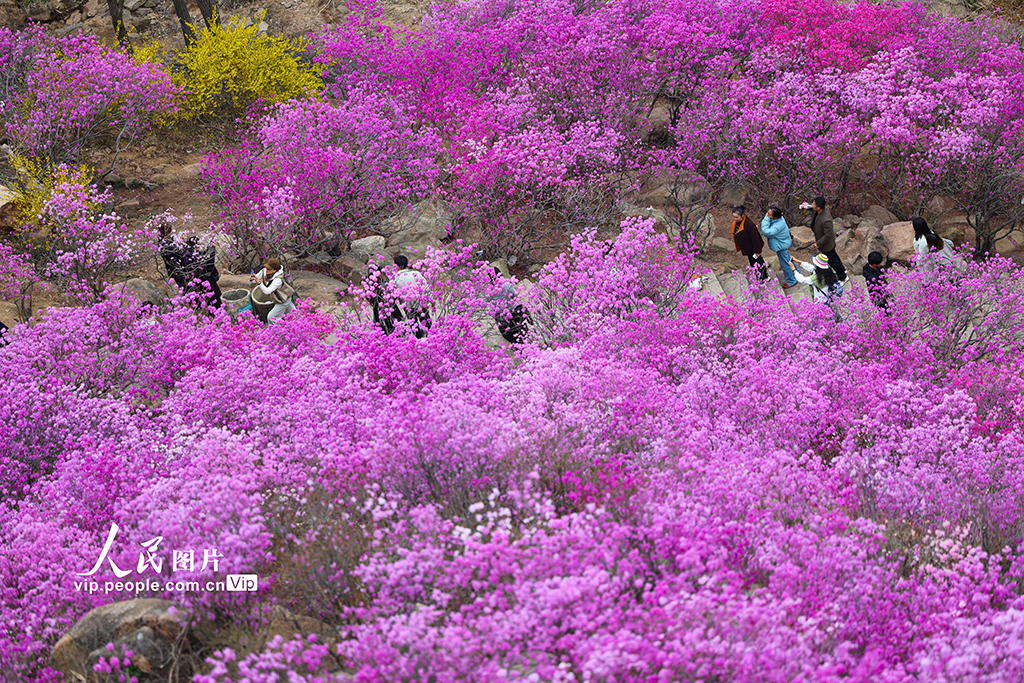 山东青岛：杜鹃花开【7】