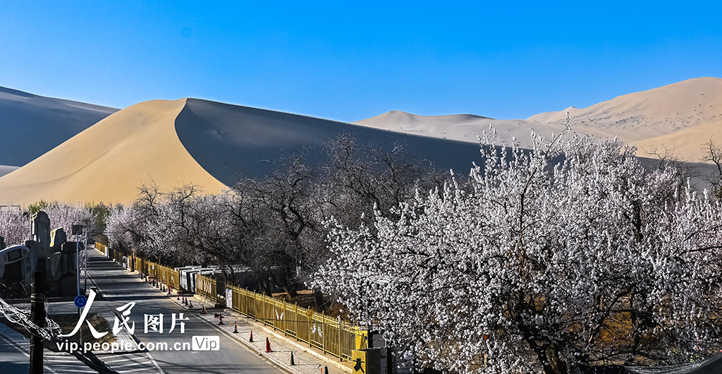 甘肃敦煌：鸣沙山下杏花开【3】
