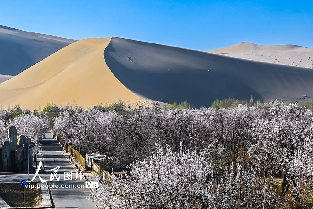 甘肃敦煌：鸣沙山下杏花开【2】