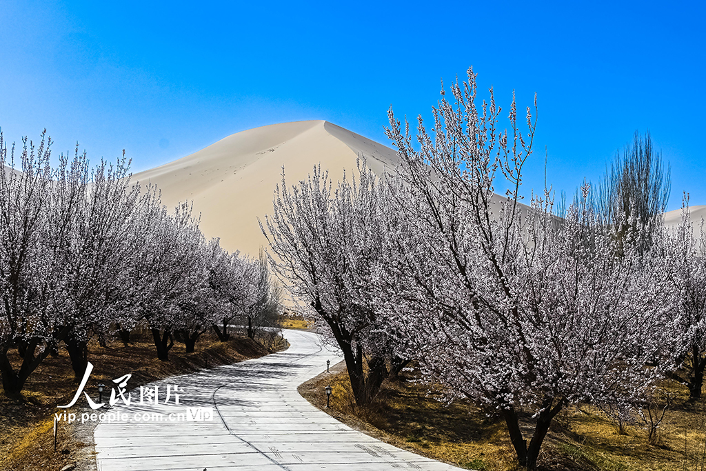 甘肃敦煌：鸣沙山下杏花开【4】