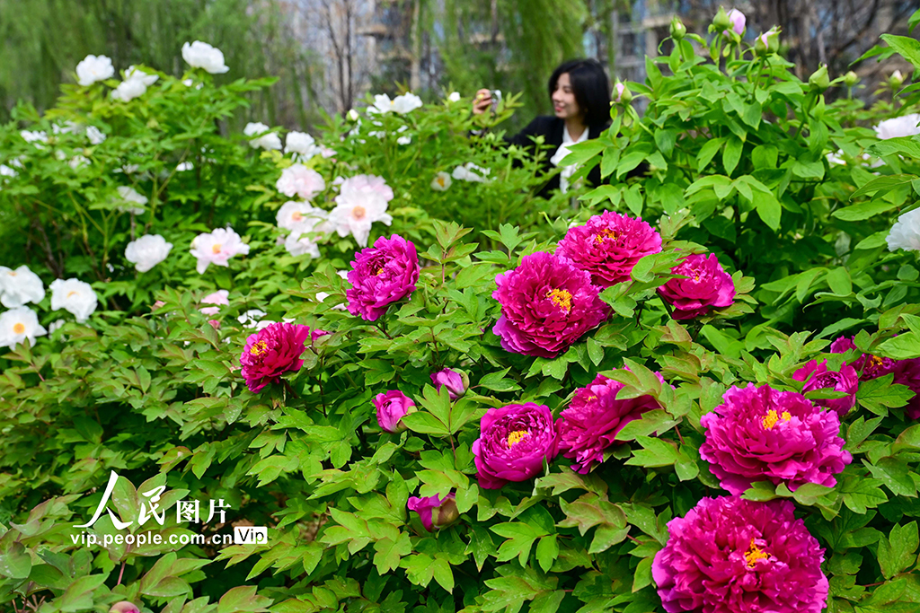 河南洛阳：牡丹花开【2】