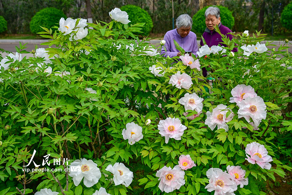 河南洛阳：牡丹花开【3】