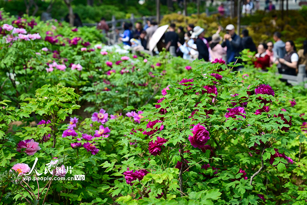 河南洛阳：牡丹花开【4】