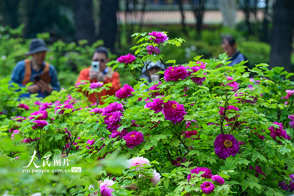 河南洛阳：牡丹花开【5】