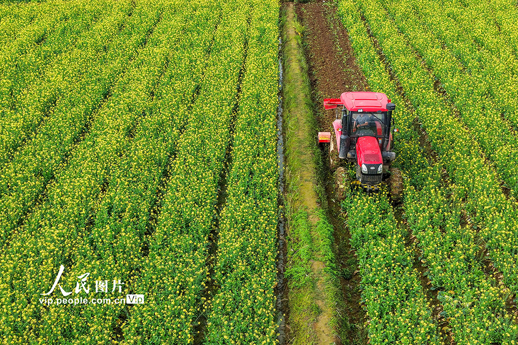 湖南道县：翻耕农田【2】