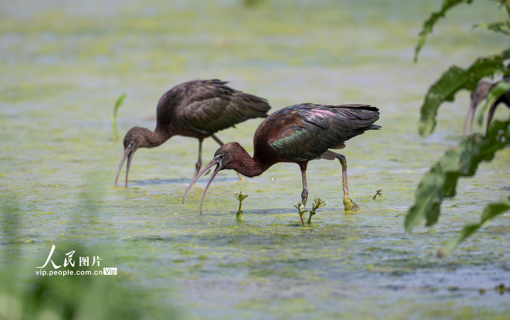 四川洪雅：生态好 彩鹮来【2】