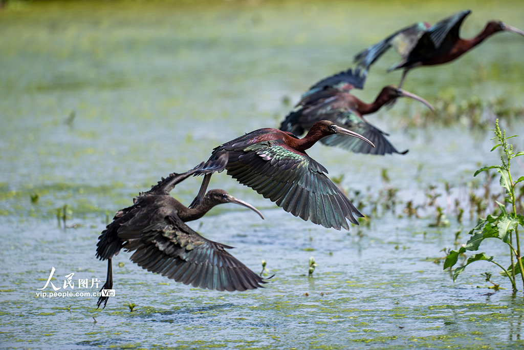 四川洪雅：生态好 彩鹮来【3】