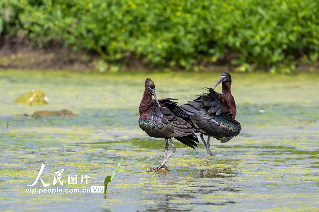 四川洪雅：生态好 彩鹮来【4】