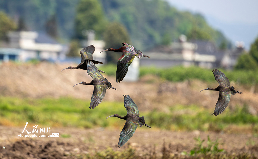 四川洪雅：生态好 彩鹮来【5】