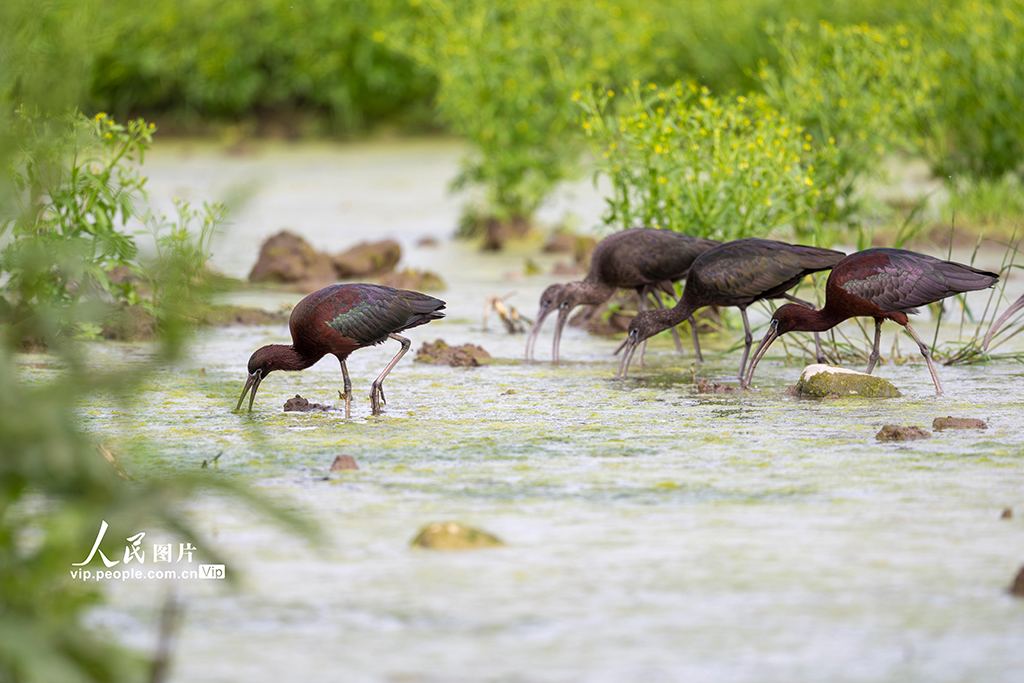 四川洪雅：生态好 彩鹮来【6】