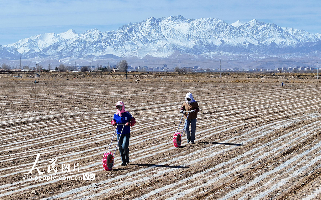 甘肃民乐:茴香种植促增收【2】