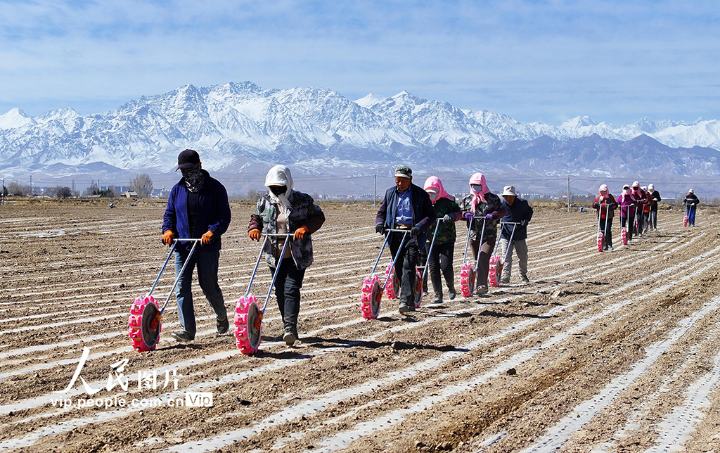 甘肃民乐：茴香种植促增收【3】