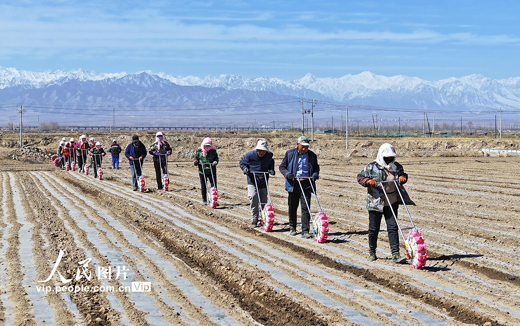 甘肃民乐：茴香种植促增收【4】