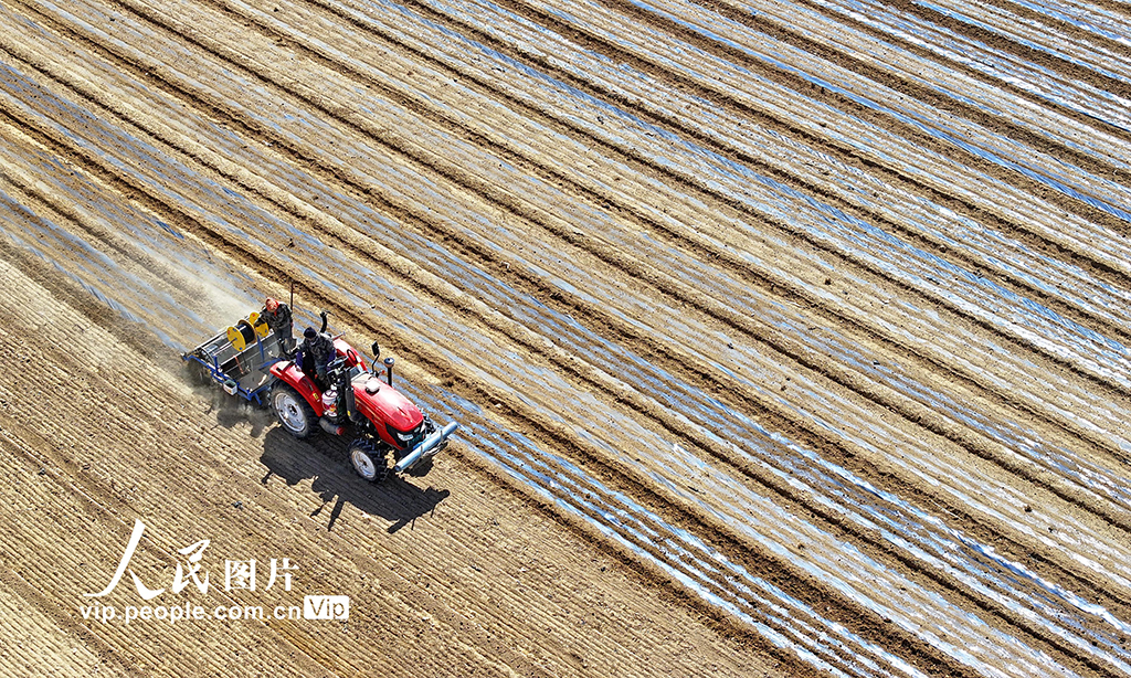 甘肃民乐:茴香种植促增收【5】
