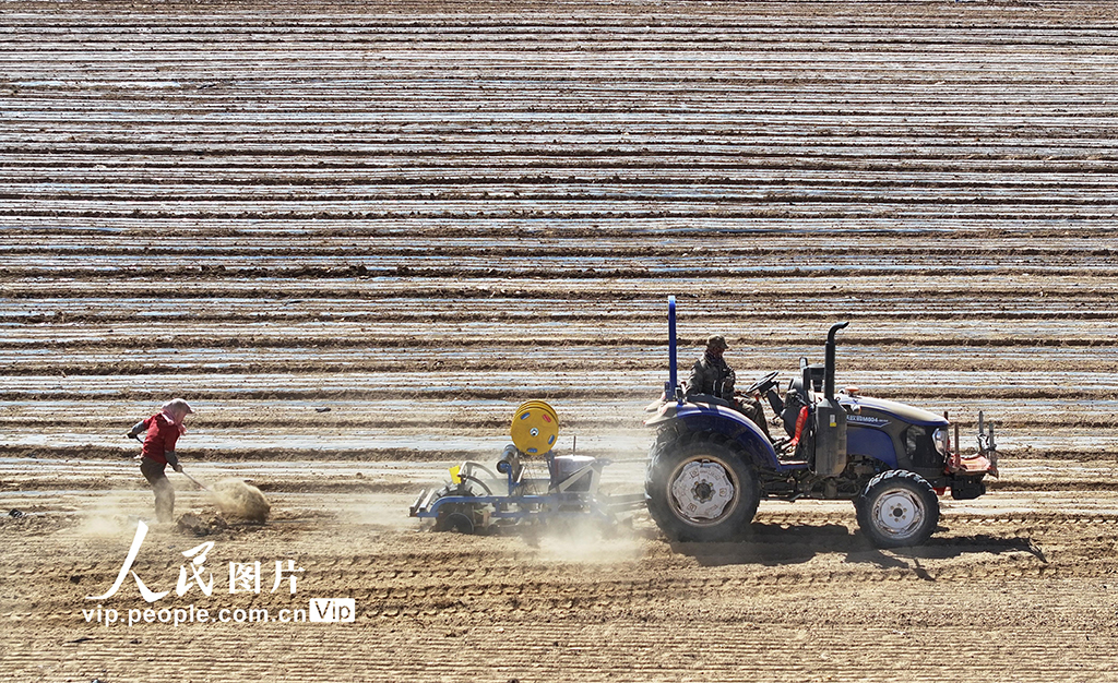 甘肃民乐：茴香种植促增收【6】