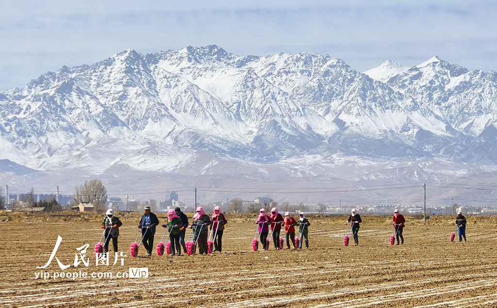 甘肃民乐：茴香种植促增收【7】