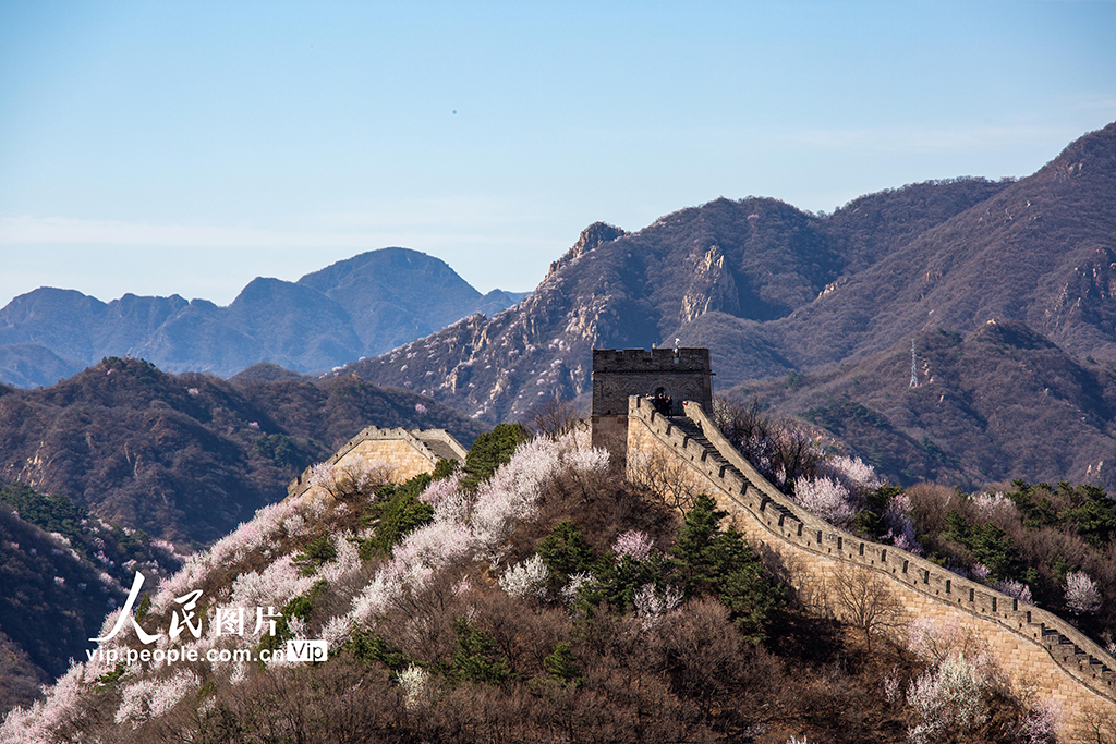 北京：八达岭长城山花绽放【2】