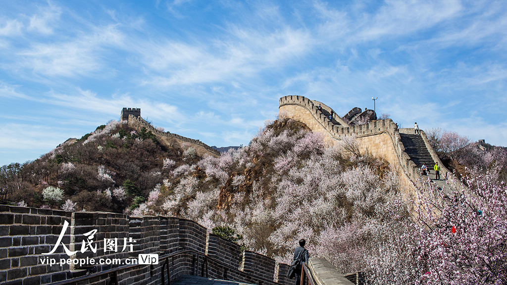 北京：八达岭长城山花绽放【3】