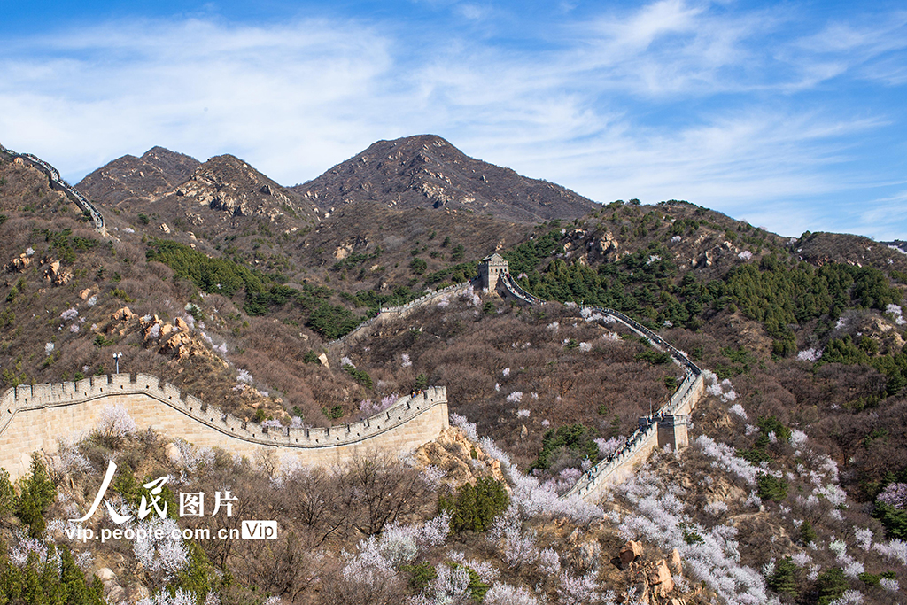 北京：八达岭长城山花绽放【4】