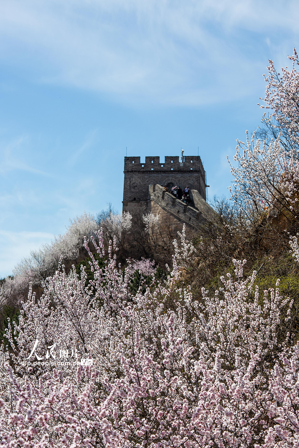 北京：八达岭长城山花绽放【5】