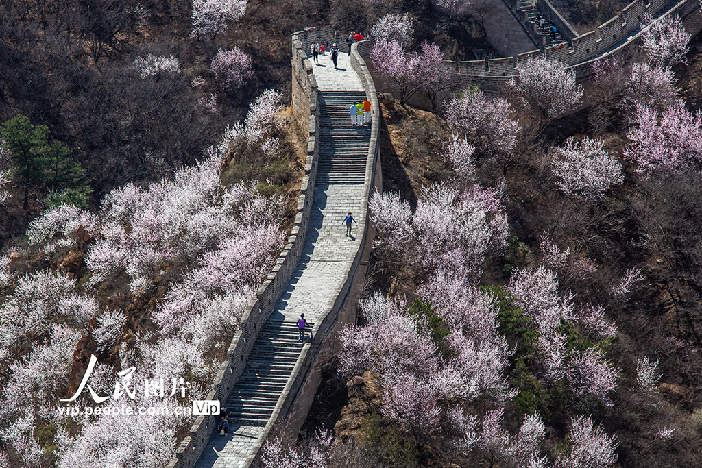 北京：八达岭长城山花绽放【6】