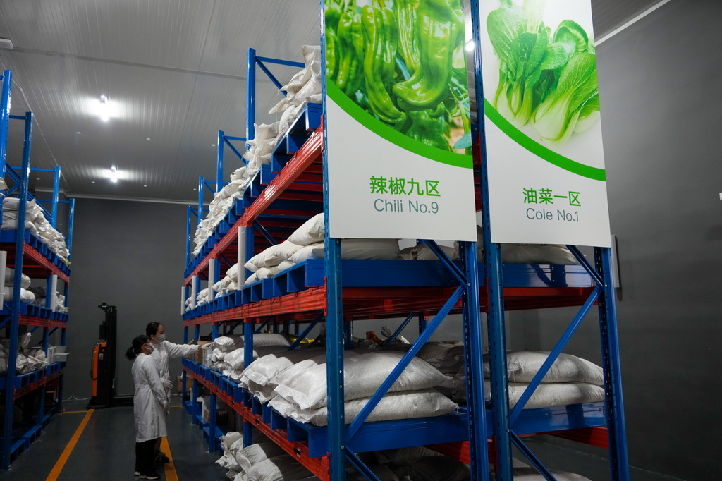 4月1日，寿光蔬菜种质资源库的工作人员在查看蔬菜种子。