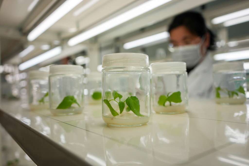 4月1日,寿光蔬菜种质资源库的工作人员在组织培养室工作。