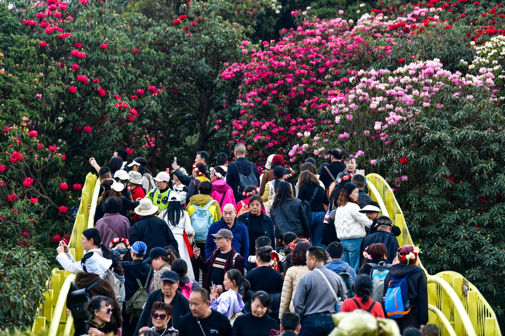 4月1日，游客在百里杜鹃管理区金坡景区赏花观光。新华社记者 杨文斌 摄