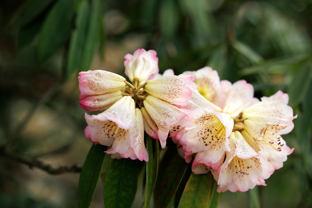 4月1日在百里杜鹃管理区普底景区拍摄的盛开的杜鹃花。新华社记者 刘续 摄