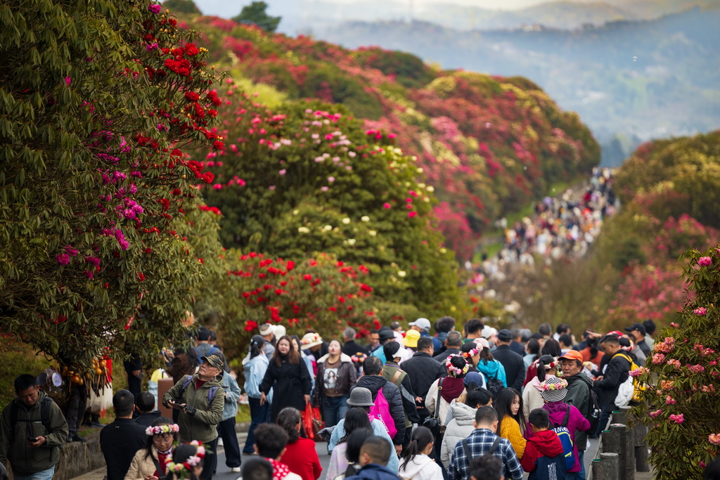 4月1日,游客在百里杜鹃管理区普底景区赏花观光。新华社记者 刘续 摄