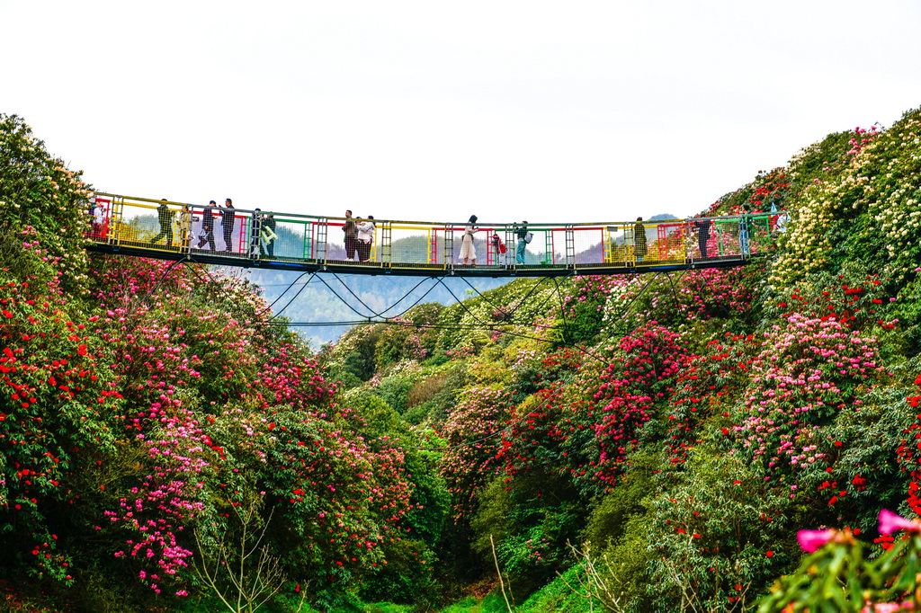 4月1日,游客在百里杜鹃管理区金坡景区一处吊桥上赏花。新华社记者 杨文斌 摄