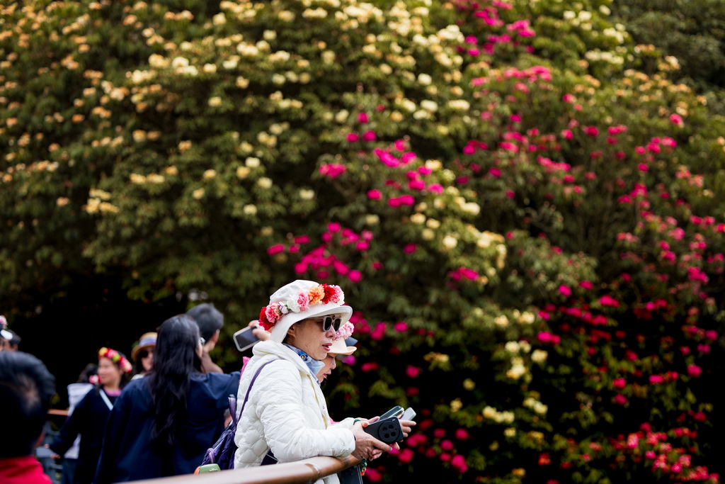 4月1日,游客在百里杜鹃管理区普底景区赏花观光。新华社记者 刘续 摄