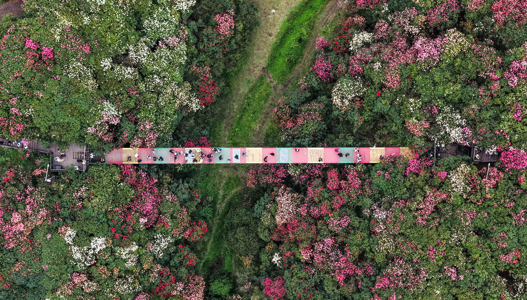 4月1日，游客在百里杜鹃管理区金坡景区赏花观光（无人机照片）。新华社记者 杨文斌 摄