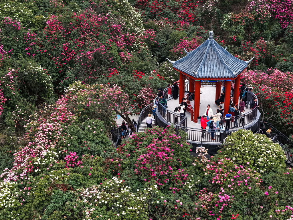 4月1日，游客在百里杜鹃管理区金坡景区赏花观光（无人机照片）。新华社记者 杨文斌 摄