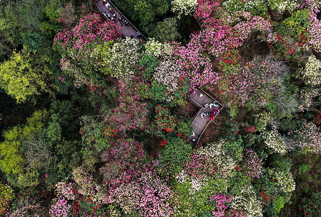 4月1日，游客在百里杜鹃管理区金坡景区赏花观光（无人机照片）。新华社记者 杨文斌 摄