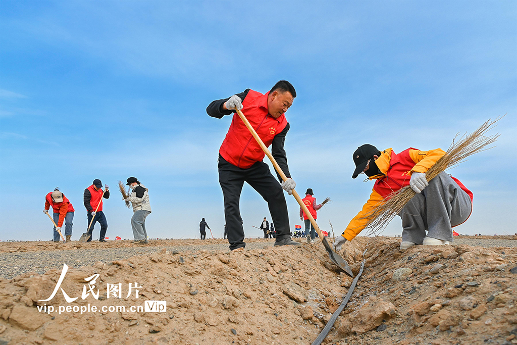 甘肃敦煌:戈壁荒滩植树忙【3】