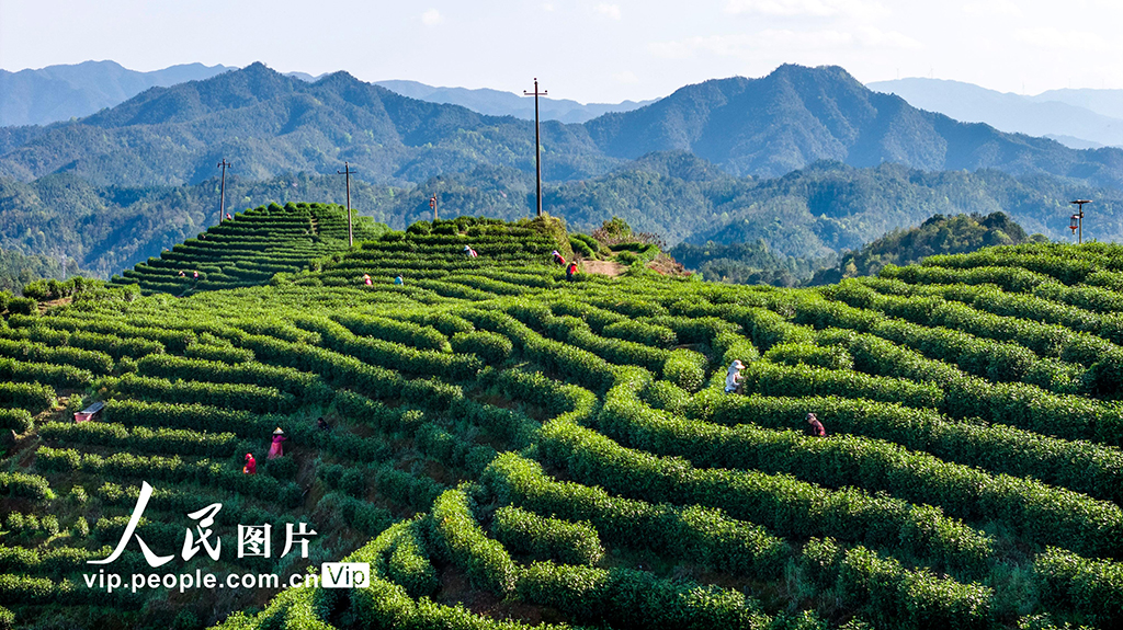江西铜鼓：采摘春茶助增收【2】