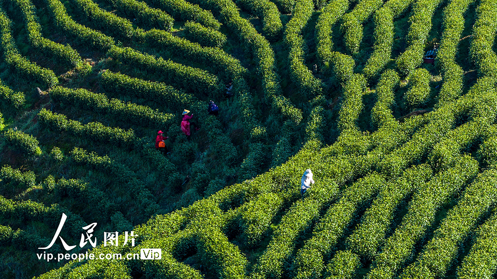 江西铜鼓:采摘春茶助增收【3】