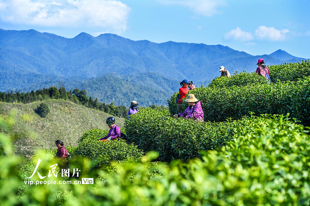 江西铜鼓:采摘春茶助增收【4】