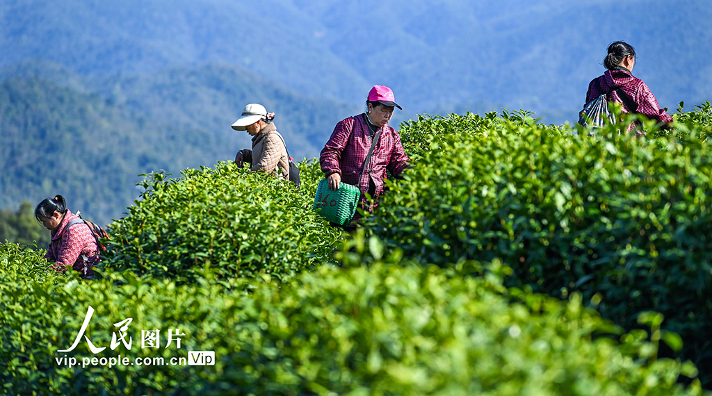 江西铜鼓:采摘春茶助增收【5】