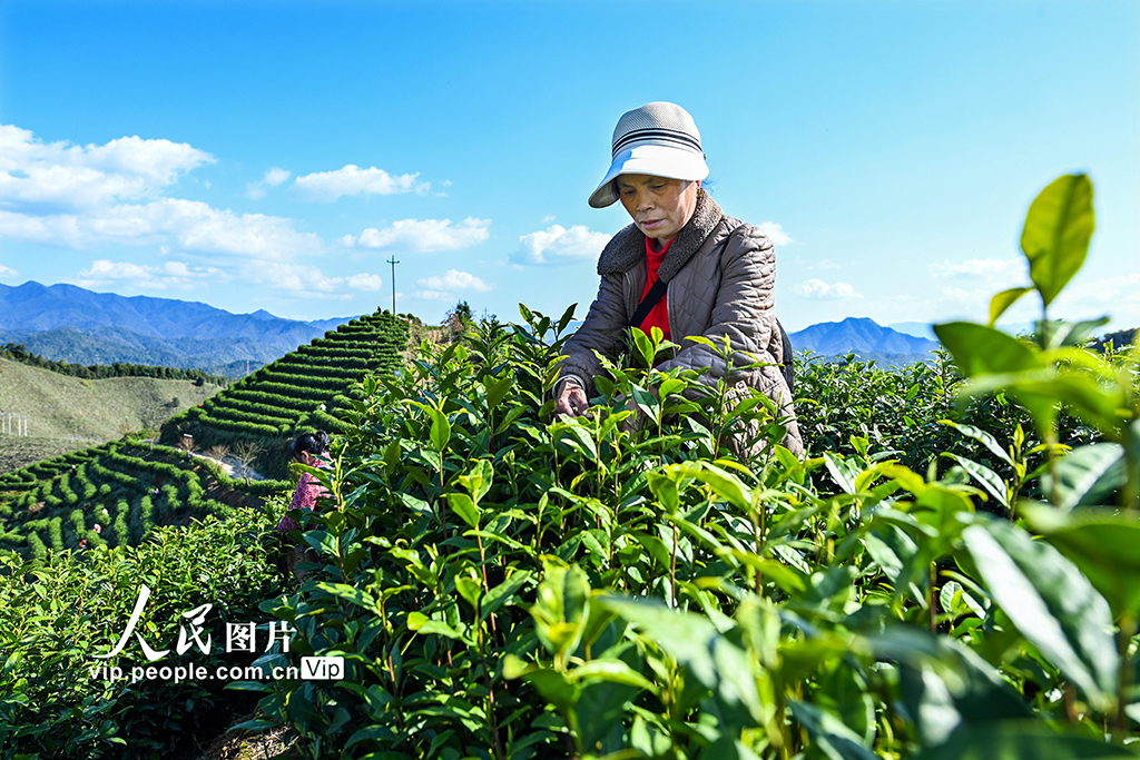 江西铜鼓：采摘春茶助增收【6】