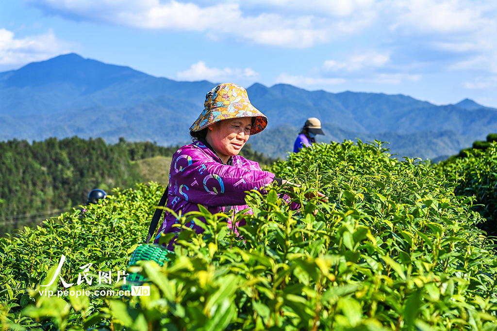江西铜鼓:采摘春茶助增收【7】
