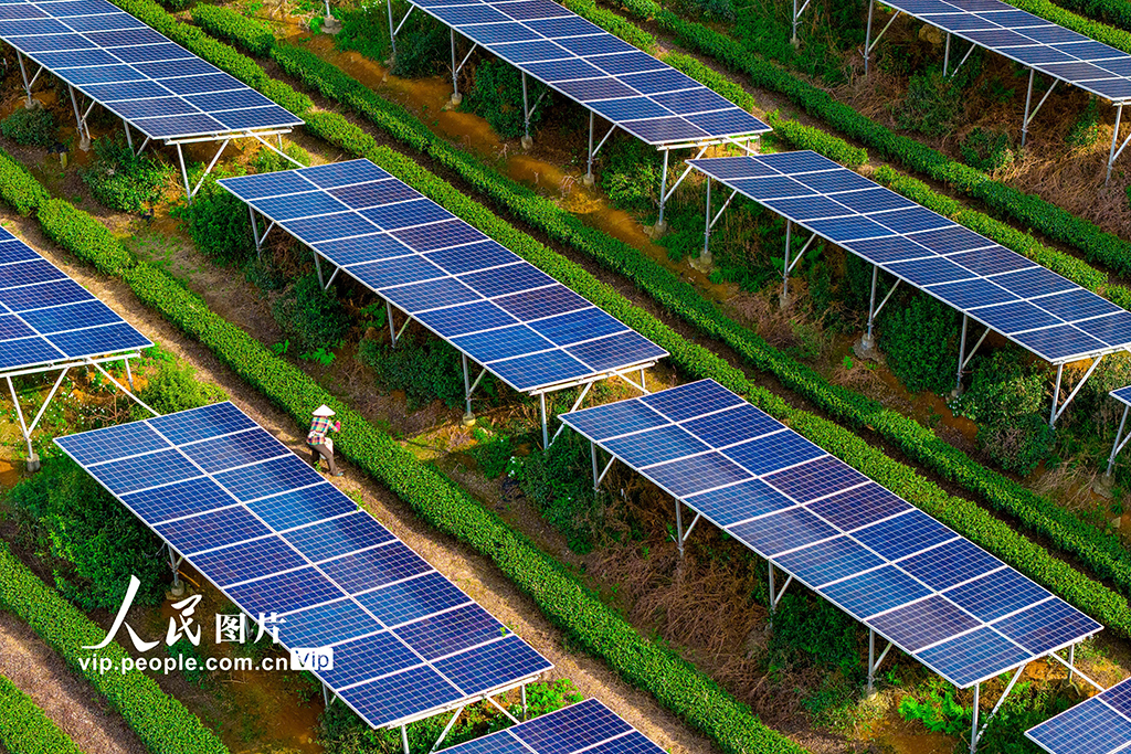 浙江嵊州:茶园光伏发电站“照亮”茶农致富路【2】
