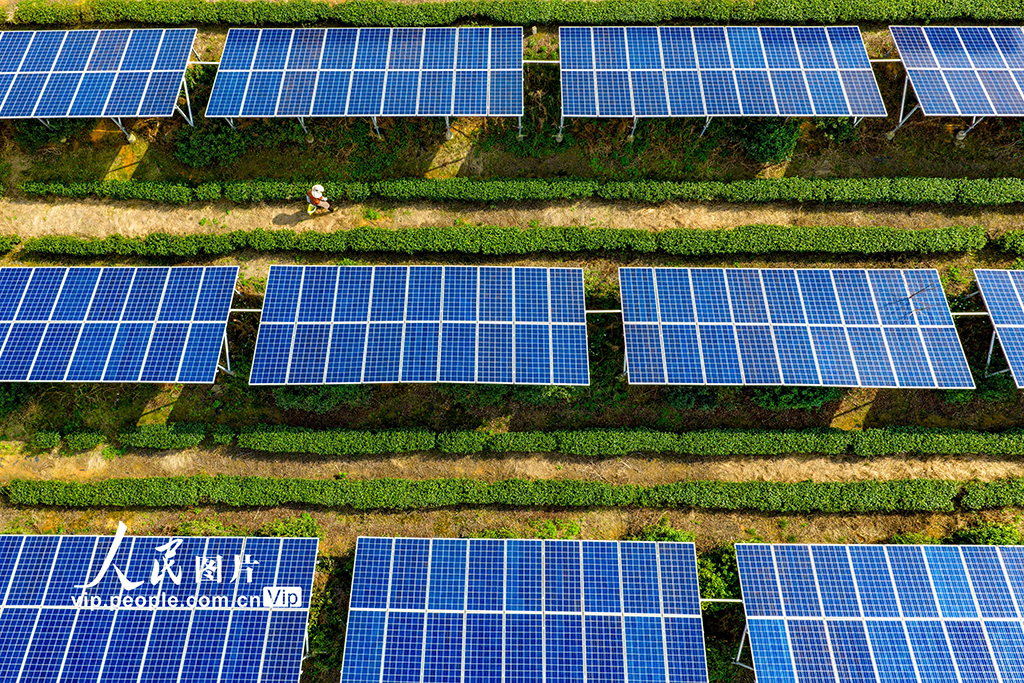 浙江嵊州:茶园光伏发电站“照亮”茶农致富路【3】