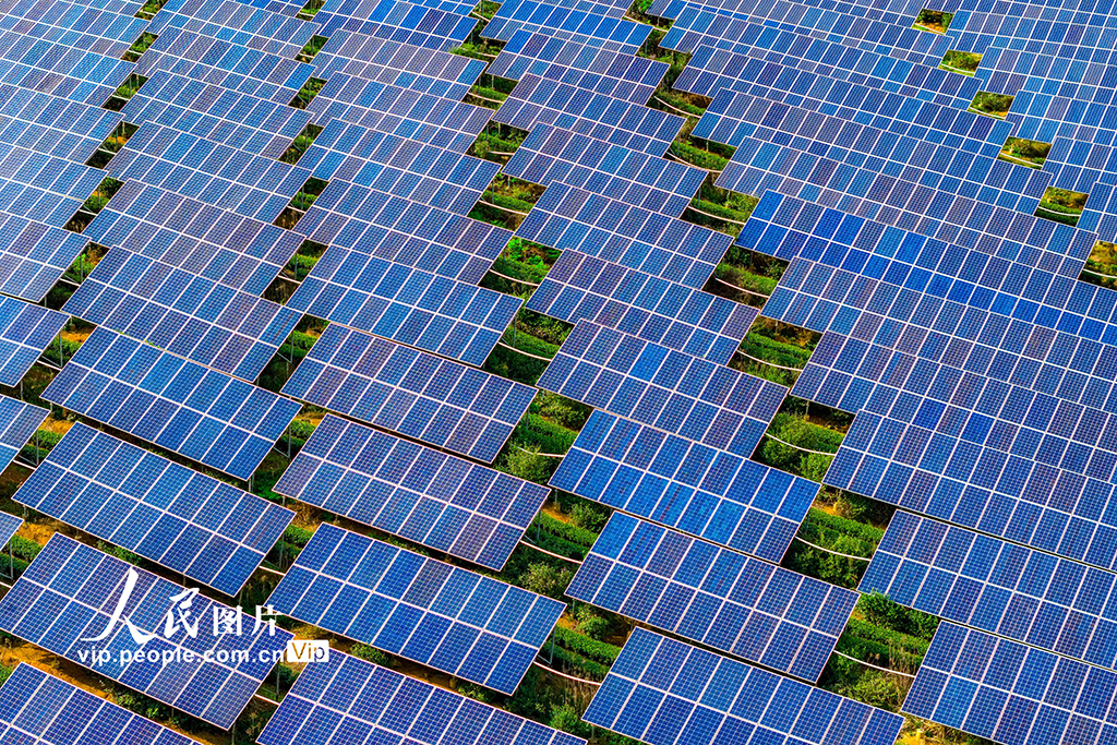 浙江嵊州:茶园光伏发电站“照亮”茶农致富路【4】