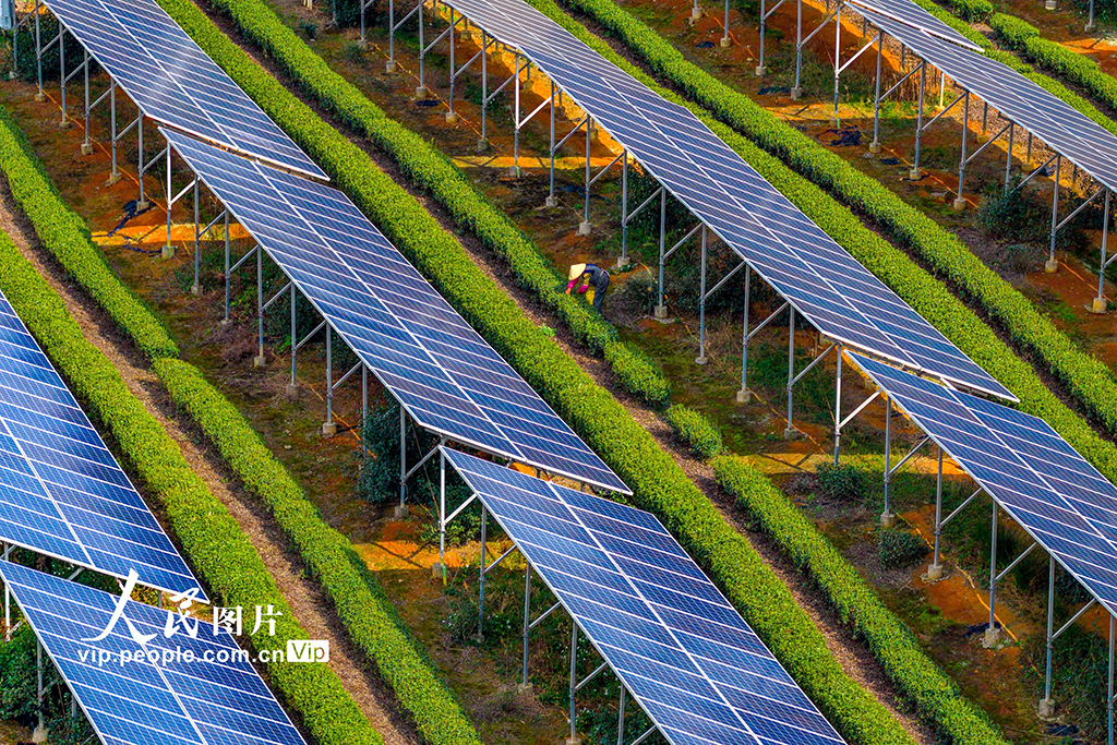 浙江嵊州：茶园光伏发电站“照亮”茶农致富路【5】